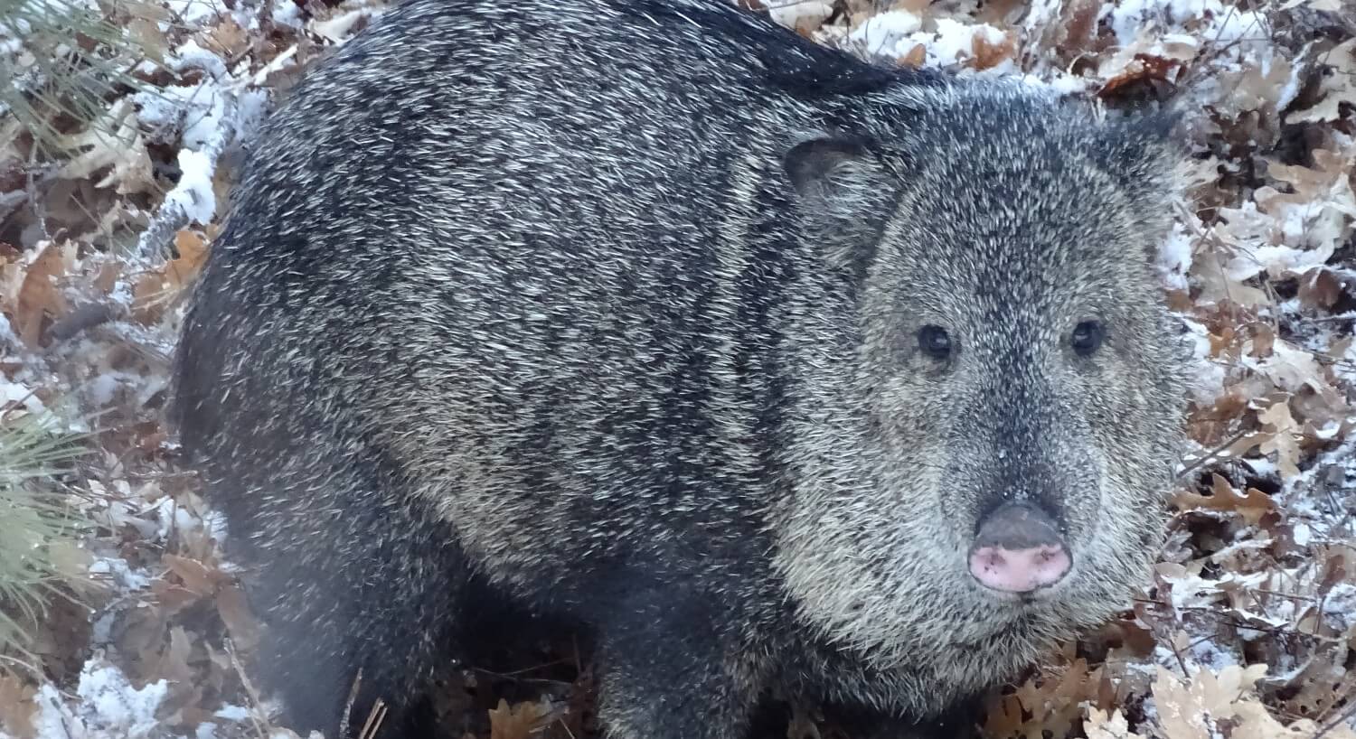 Animal with thick grey and black fur, little black eyes and a nose like a pig sitting among leaves in the woods