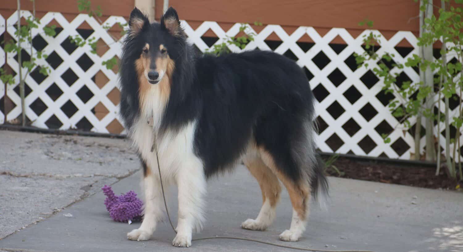 Black, brown and white Collie dog standing on pavement with white fencing behind