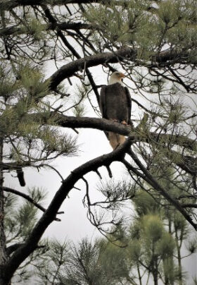 Close-up of an eagle perched among the branches of a pine tree, surrounded by green pine needles and branches.
