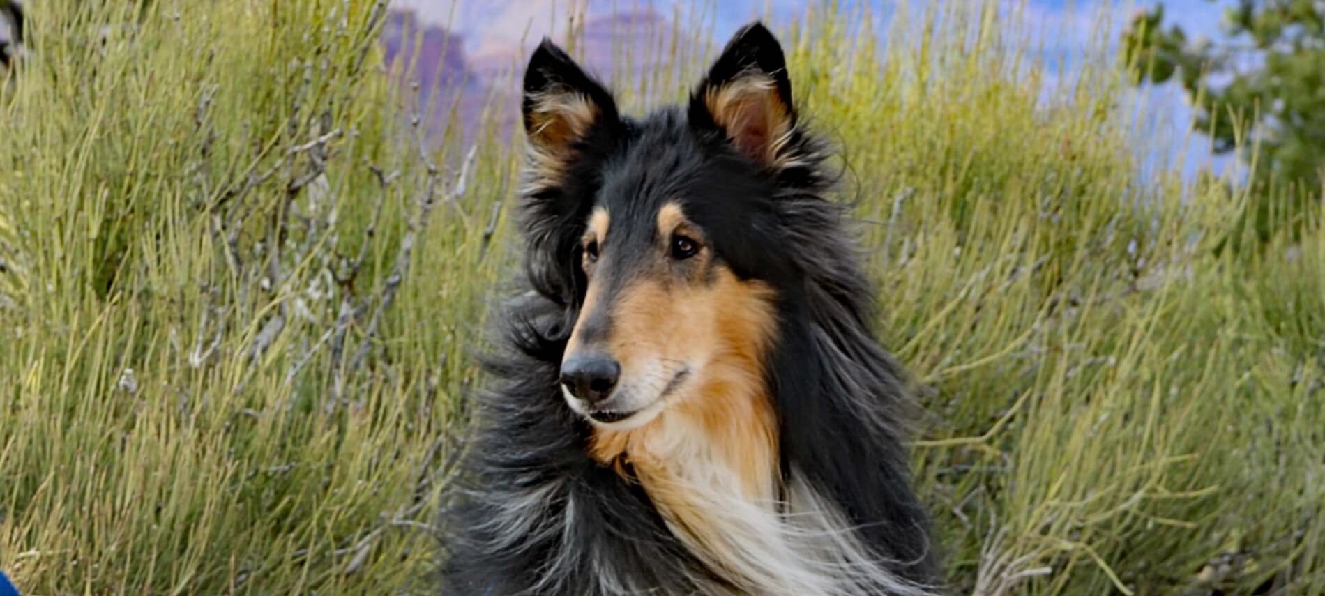 Face of a black brown and white collie in front of green grasses