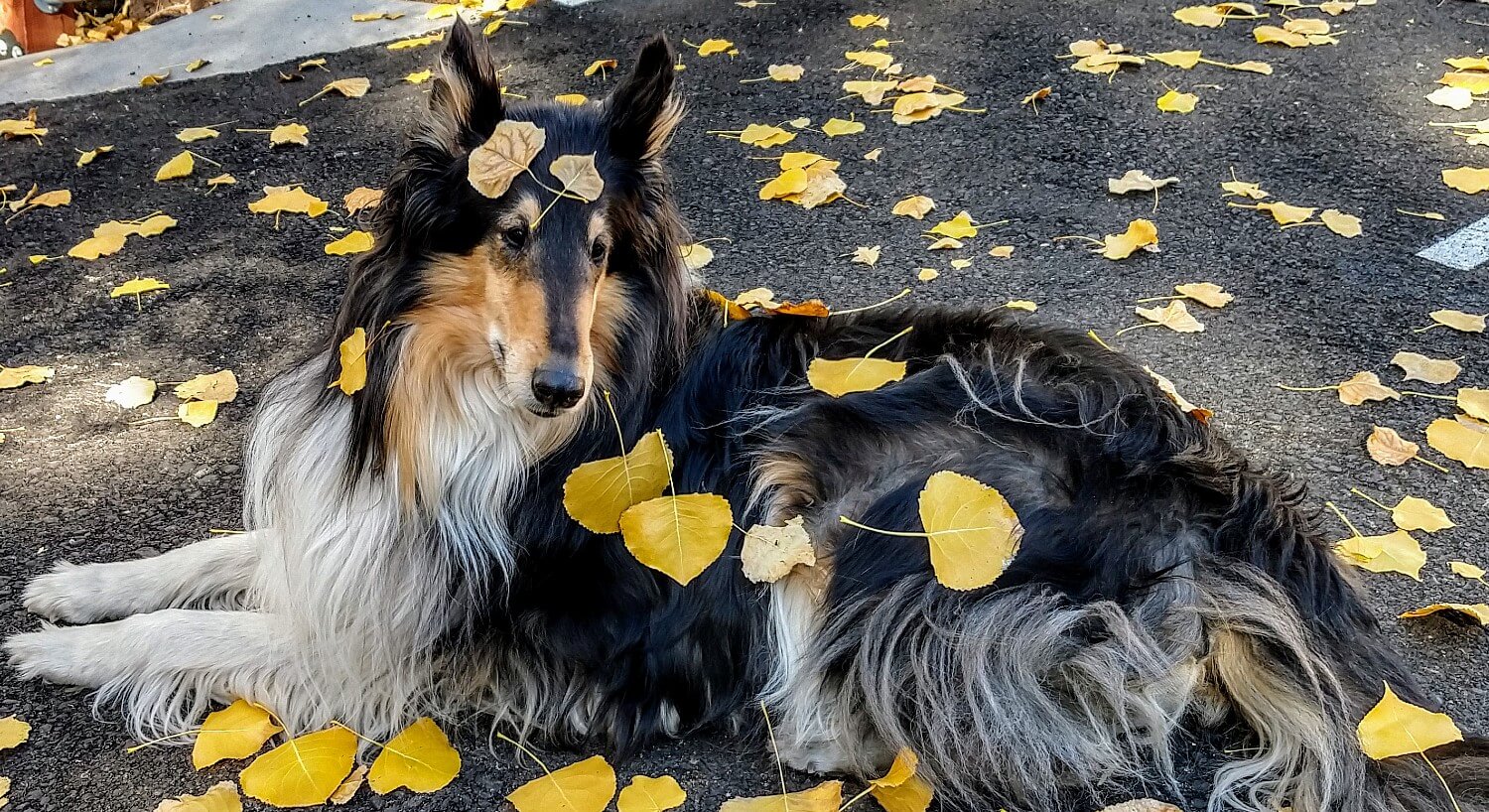Brown, black and white Collie dog sitting with yellow fall leaves all around