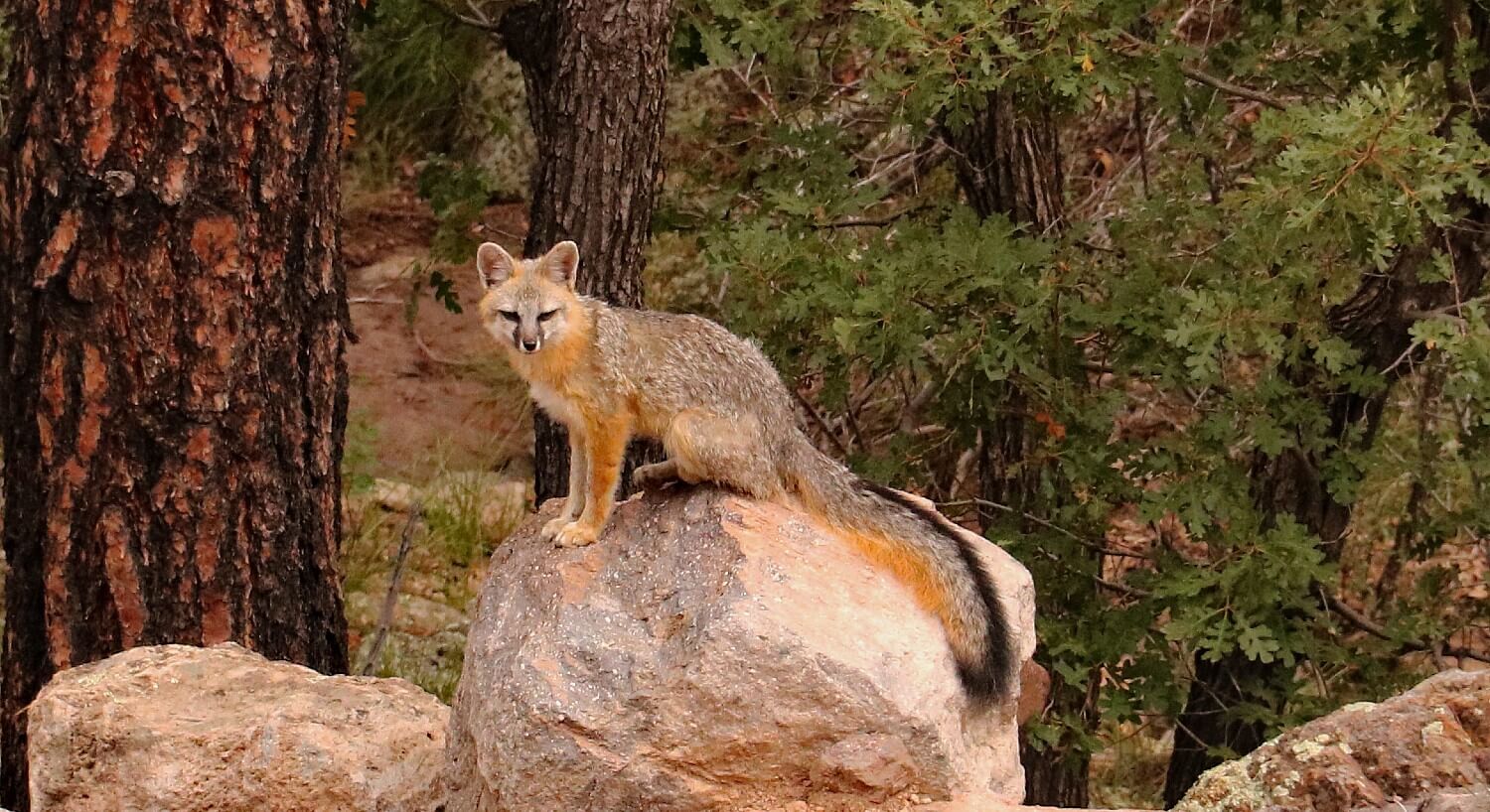 Brown, black and orange fox sitting on top of a large rock in the middle of a wooded area