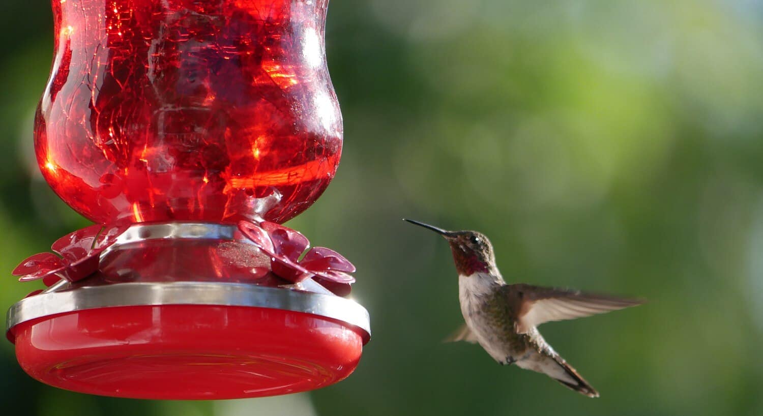Focused view of a hummingbird mid-flight coming towards a red hanging bird feeder