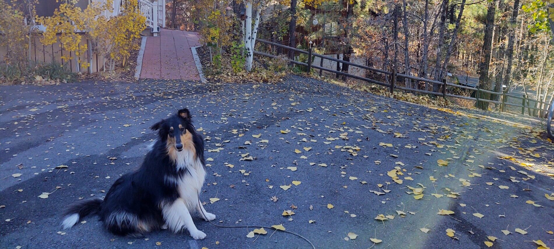 black brown and white collie sitting on black driveway with fall yellow leaves on it and fall trees in background