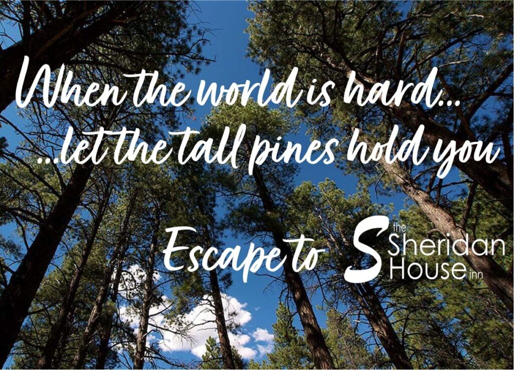 looking up at tall green pine trees with clouds and blue sky with the words "when the world is hard...let the tall pines hold you. Escape to Sheridan House Inn