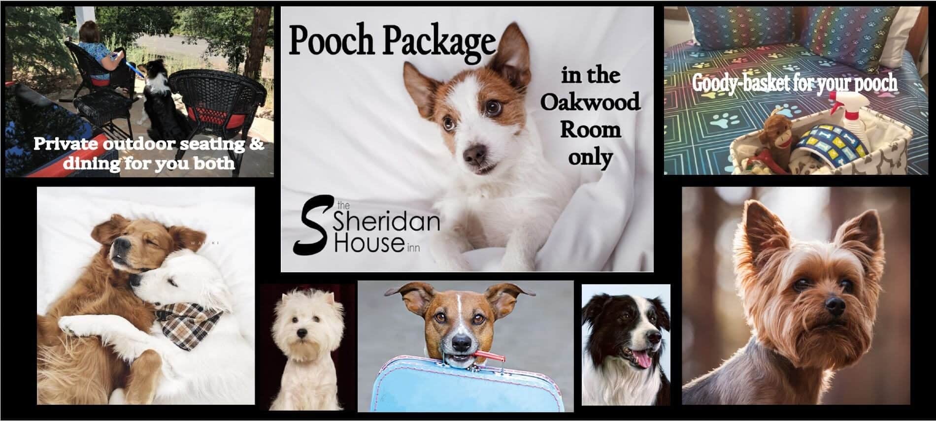 collage of pictures of variety of dogs, a patio with chairs and a person and a dog, a bed with a doggy basket of goodies