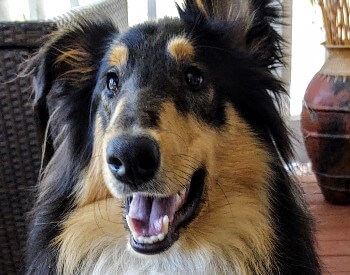 black, brown and white long nosed collie dog's head with mouth open as is smiling