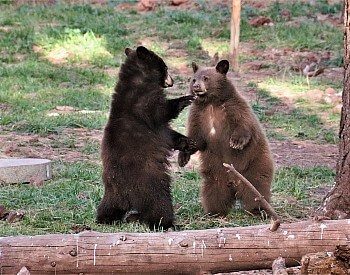 Two brown bears standing up towards each other behind a log fence in a wooded area