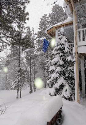 Winter scene of freshly fallen snow on forest of trees outside the side of a home