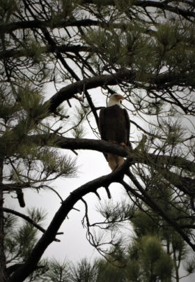 Bald Eagle in pine tree