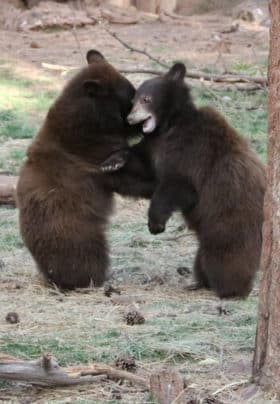 2 bears standing up and fighting