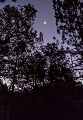 night sky with star and silhouetted pine trees